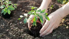 Por que mudar o local de plantio dos tomates todos os anos: uma razão importante que muitos desconhecem
