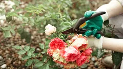 O segredo de uma boa floração: especialistas explicam como podar corretamente as rosas no fim do inverno