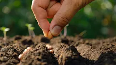 O que plantar em fevereiro: especialistas indicaram 6 tipos de sementes de flores e verduras