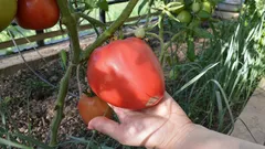 Como dobrar o tamanho dos tomates sem esforço: um micronutriente faz maravilhas nas plântulas