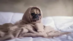 Os animais de estimação podem sentir a «depressão de inverno»: como os entreter e entreter-se a si