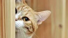 Porque é que os gatos nos ignoram: 6 razões para a desobediência dos nossos animais de estimação