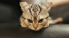 Será difícil de corrigir: o erro fatal na educação que transforma um gatinho num gato selvagem