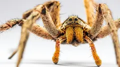 Quantas aranhas vivem realmente na sua casa?