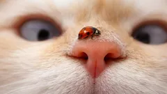 Por que o desenho do nariz de cada gato é único? A resposta pode surpreender você