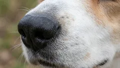 Esta raça de cães é a mais fácil de treinar: especialistas apontam o amigo mais fiável