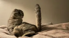 Zoólogos: 6 coisas incrivelmente fofas que os gatos mostram ao dono com a sua cauda