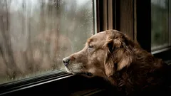 Como o seu cão sabe que você vai voltar em breve: 4 sinais que eles percebem antes de você