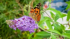 Plante este arbusto em fevereiro e, na primavera, será o primeiro íman para abelhas e borboletas