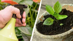 Por que os jardineiros experientes pulverizam leite nas mudas: eis a razão