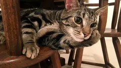 O que os gatos pensam realmente: um zoólogo revelou o plano diário de cada bigodudo