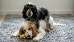 Fotografias de amigos de quatro patas: cães queridos a brincar depois do passeio